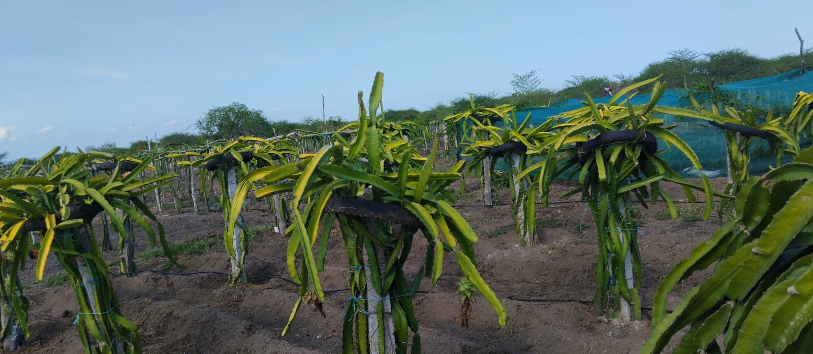 Regenerative Agriculture Farming Kenya